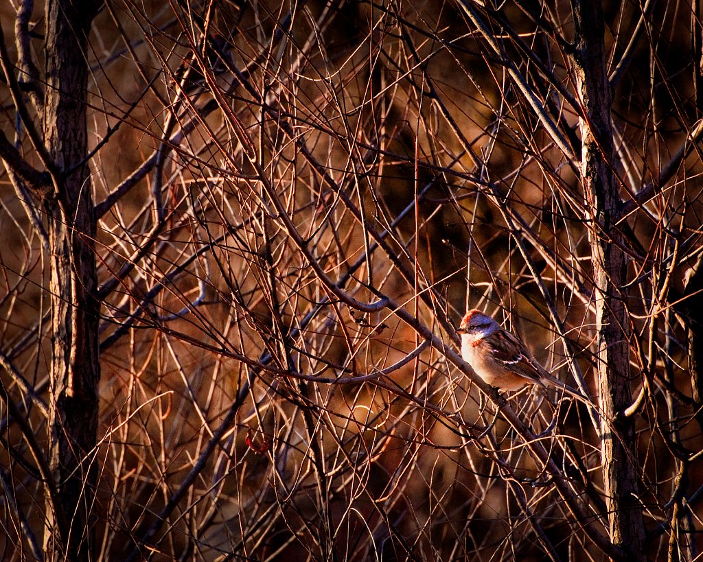 Bird in Brown, Denoon Park, Muskego, Wisconsin